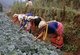 Thailand: Karen working in their cabbage fields, near Mae Sariang, Mae Hong Son Province, northern Thailand